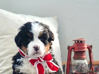 Bernese Mountain Dog dogs Rita - Ad 1