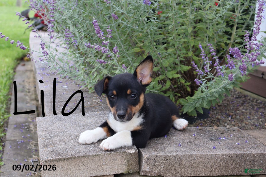 Mixed Breed dogs Lila - Ad 33