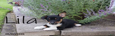 Lila