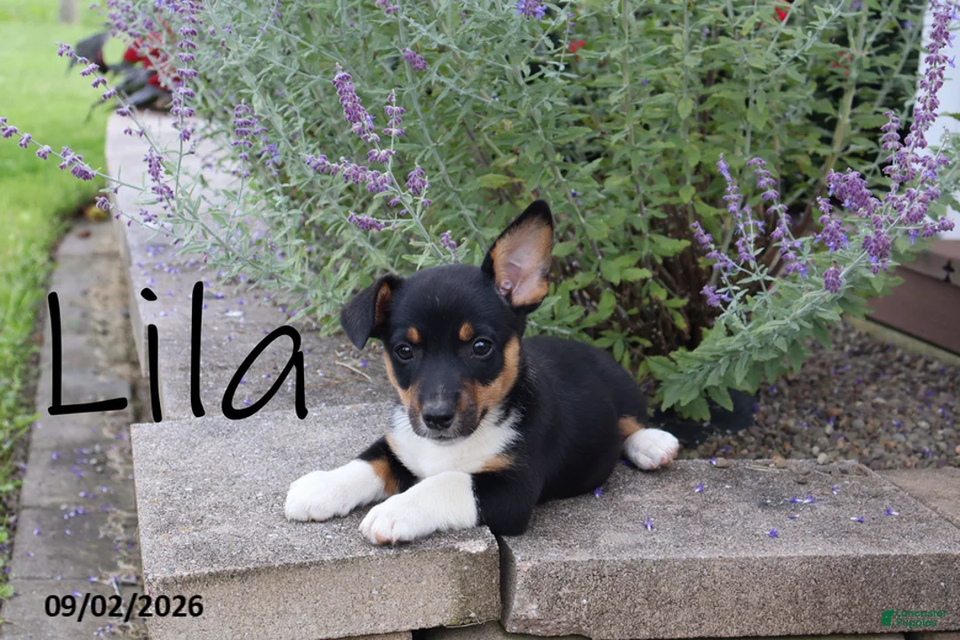 Mixed Breed dogs for sale: Lila - Ad 1