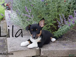 Mixed Breed dogs Lila - Ad 33