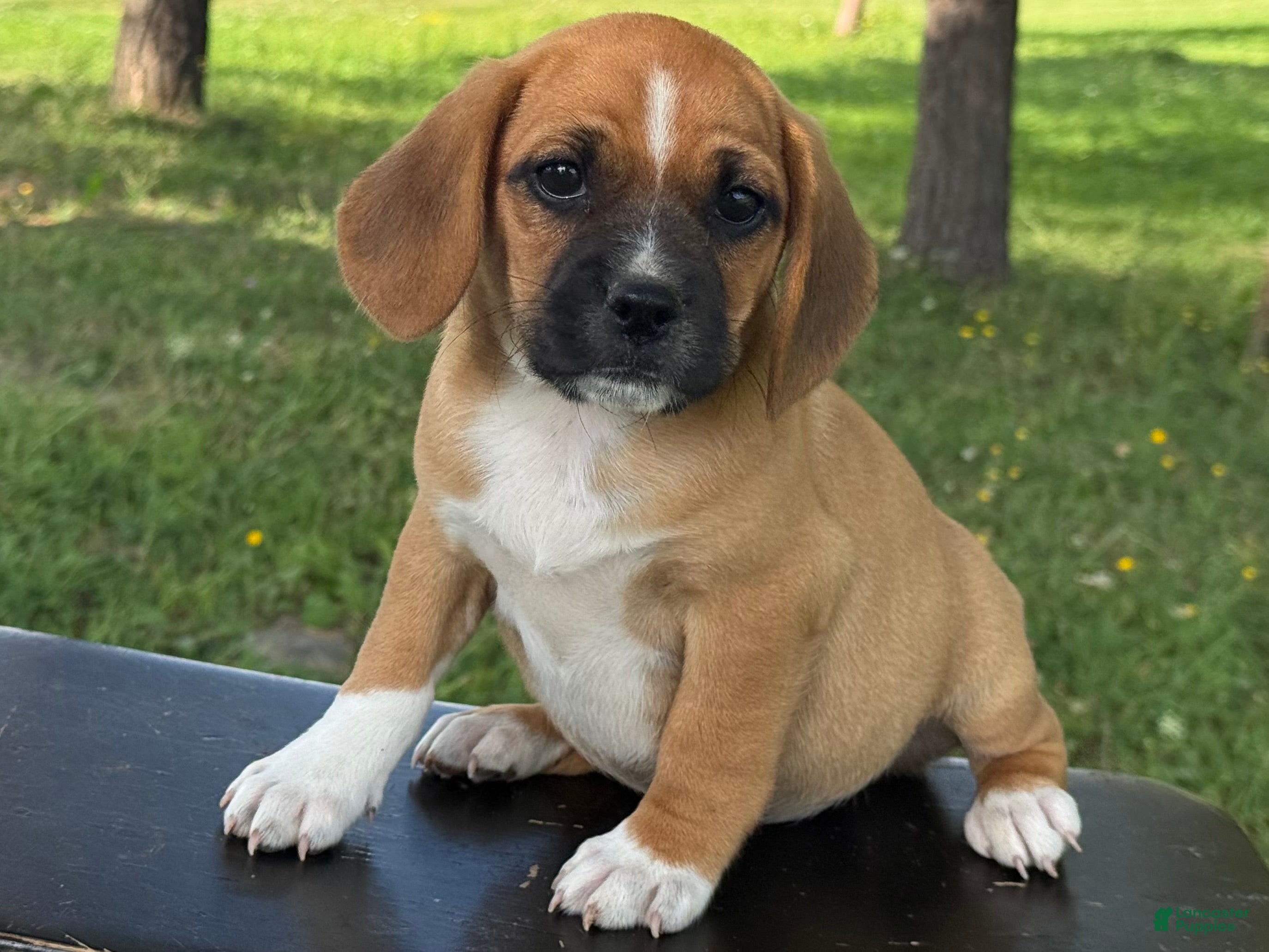 Puggle dogs Pixie - Ad 1