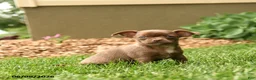 Chihuahua dogs for sale: Jewels - Ad 2