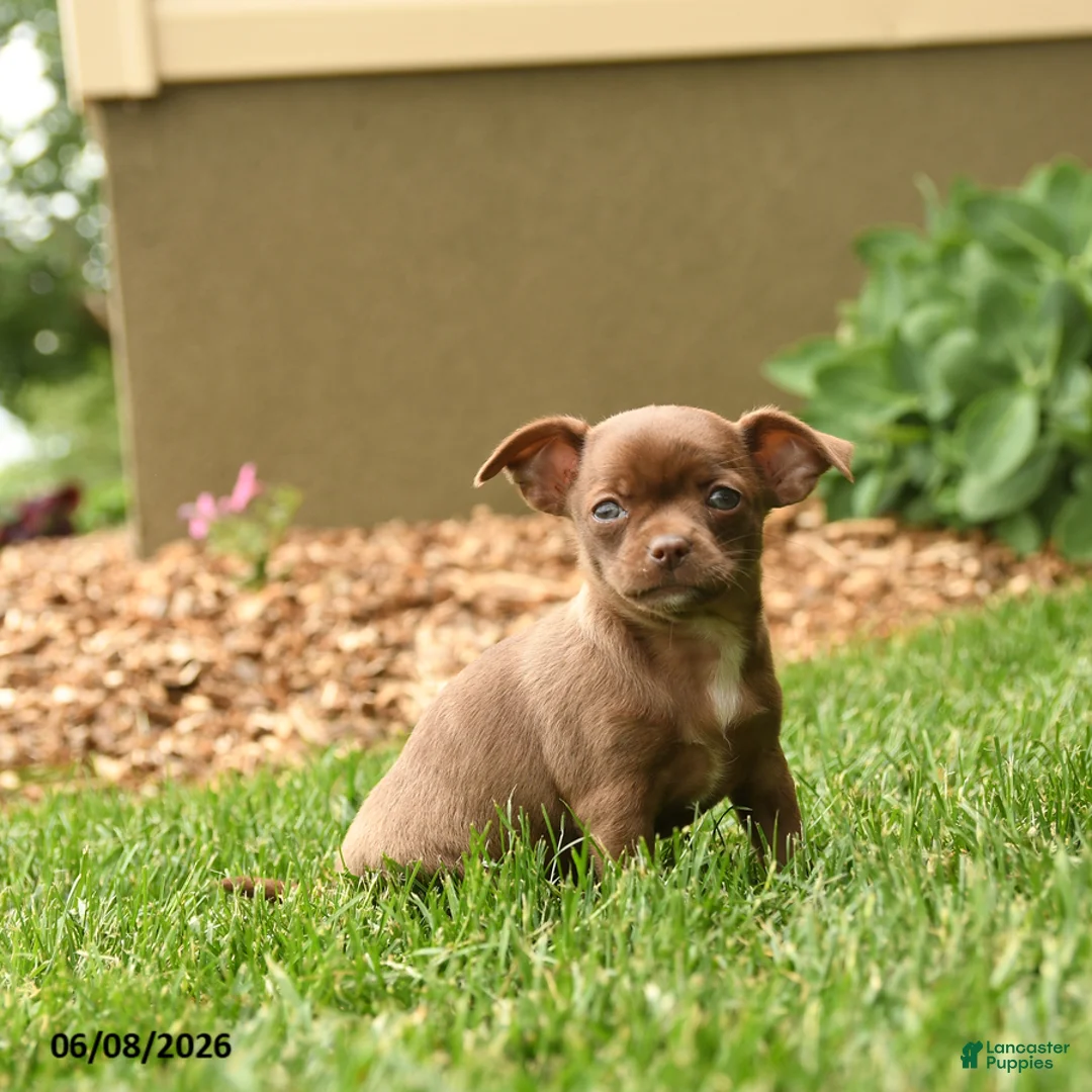 Chihuahua dogs for sale: Jewels - Ad 2