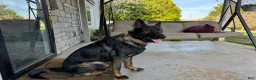 German Shepherd dogs for sale: Skys 1 year old puppy - Ad 3
