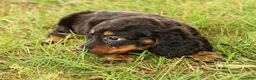 Miniature Dachshund dogs for sale: Draco - Ad 4