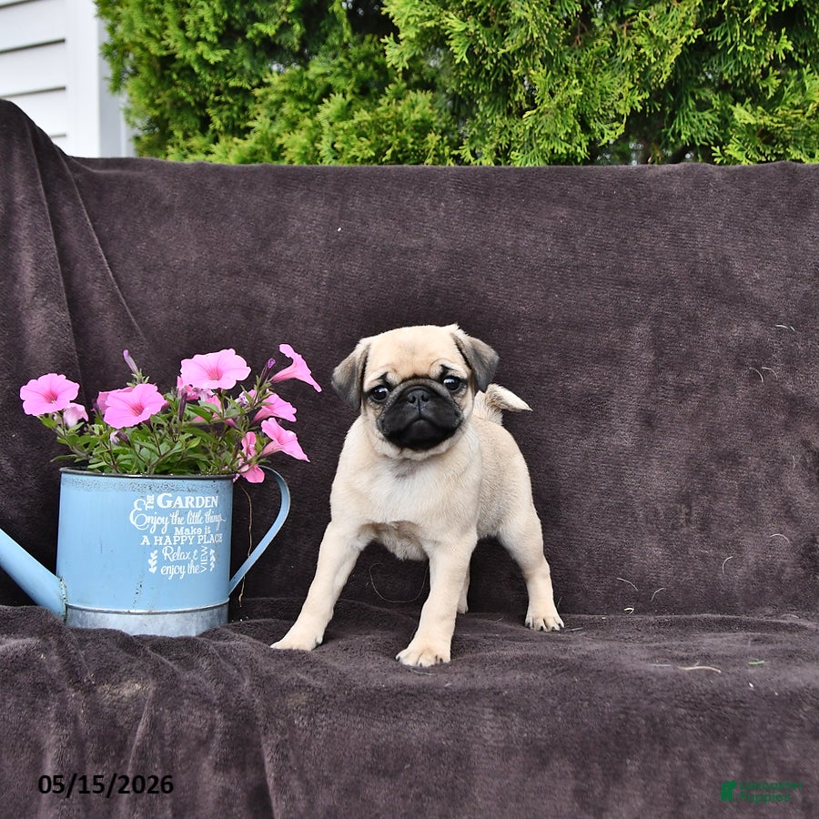 Pug dogs Dusty - Ad 2