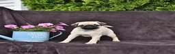 Pug dogs for sale: Dusty - Ad 2