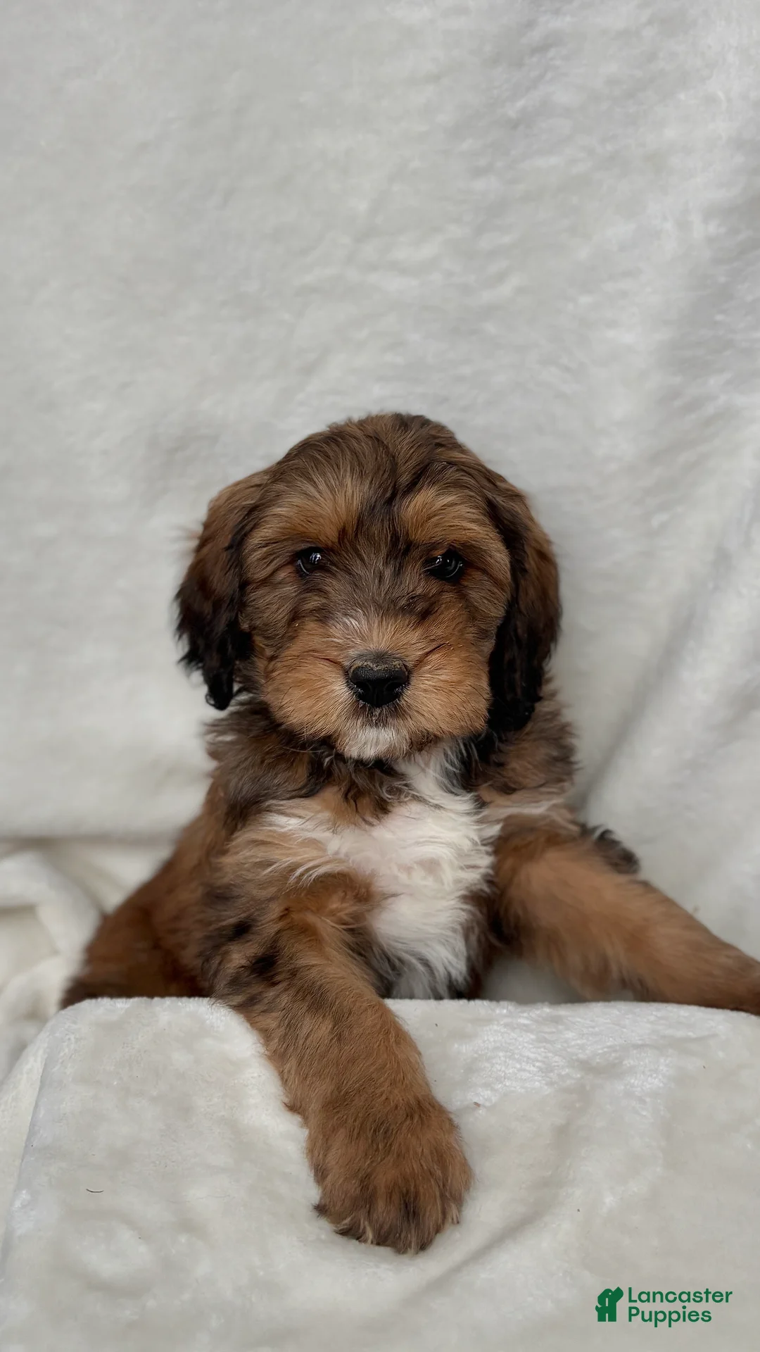 Bernedoodle dogs for sale: Max - Ad 5