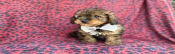 Mini Aussiedoodle dogs for sale: Oscar - Ad 8
