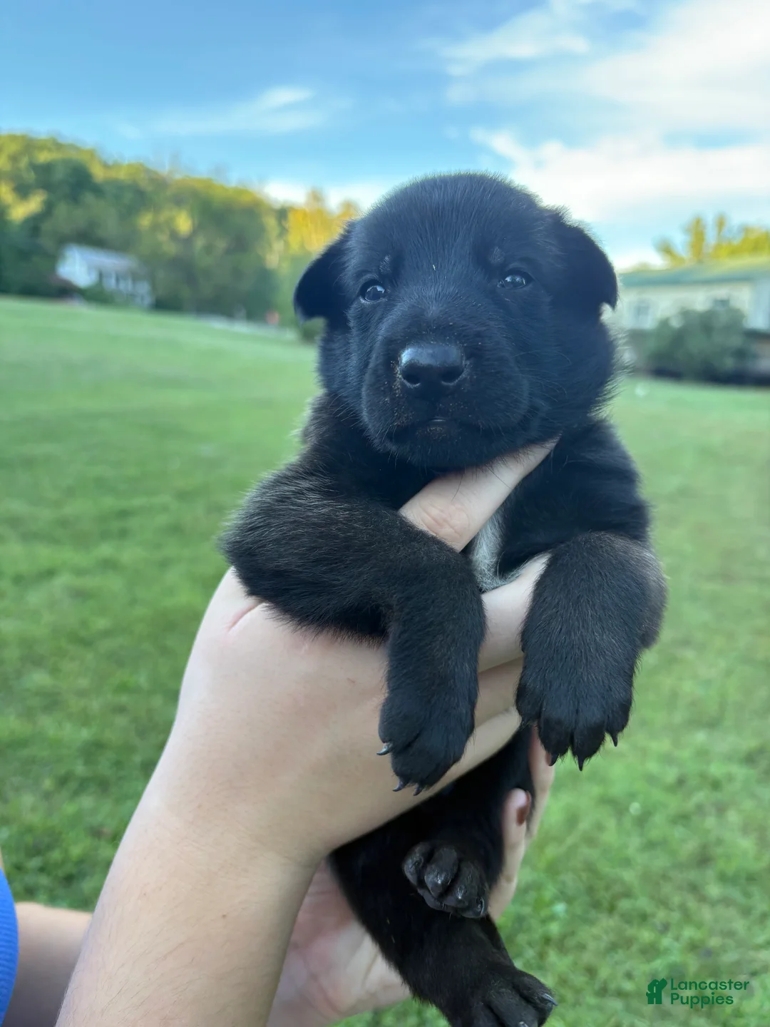 Belgian Malinois dogs for sale: Belgian Malinois 4 - Ad 2