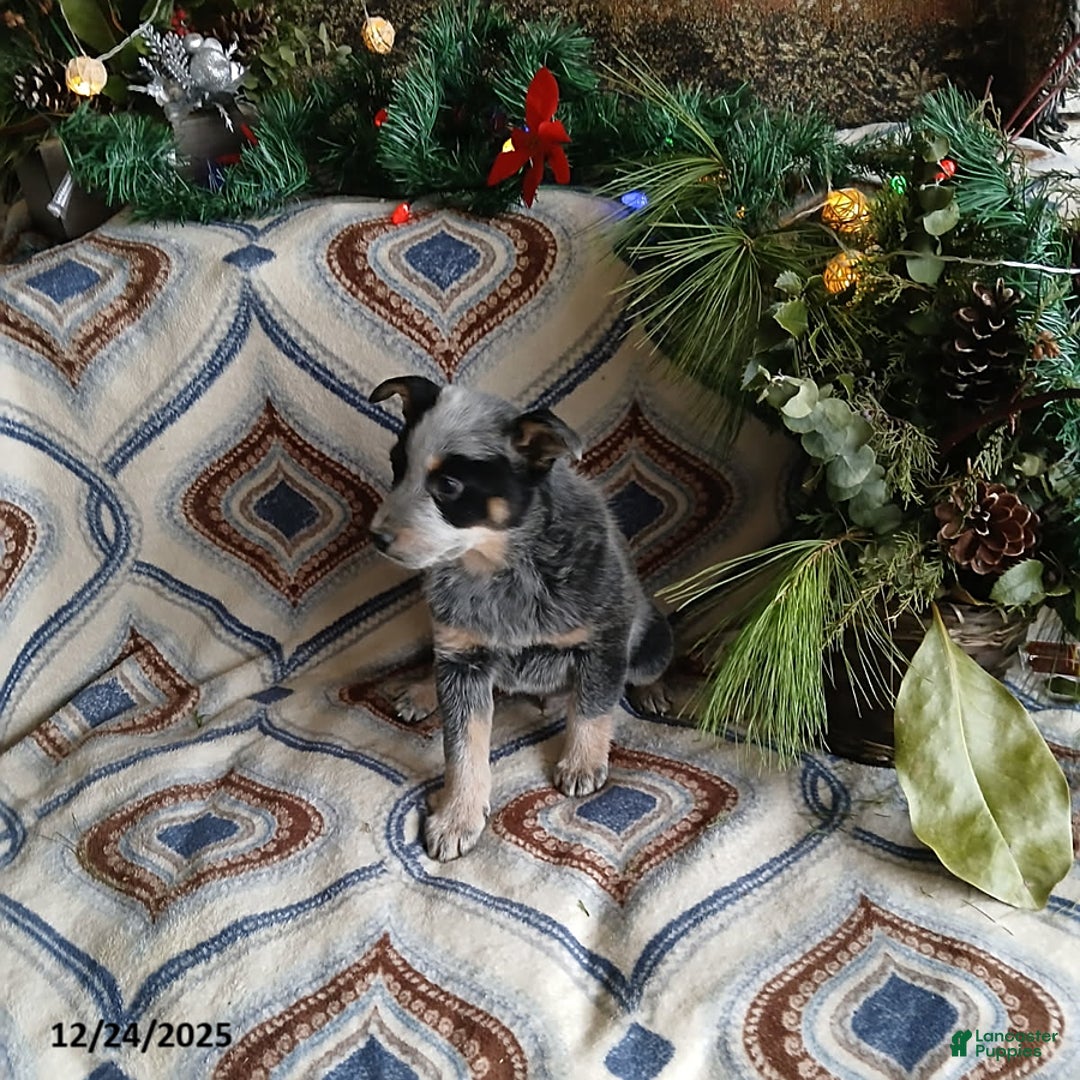 Australian Cattle Dog dogs for sale: Murphy - Ad 1