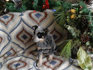 Australian Cattle Dog dogs Murphy - Ad 12