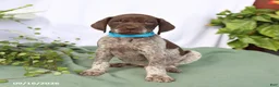 German Shorthaired Pointer dogs for sale: Max - Ad 5