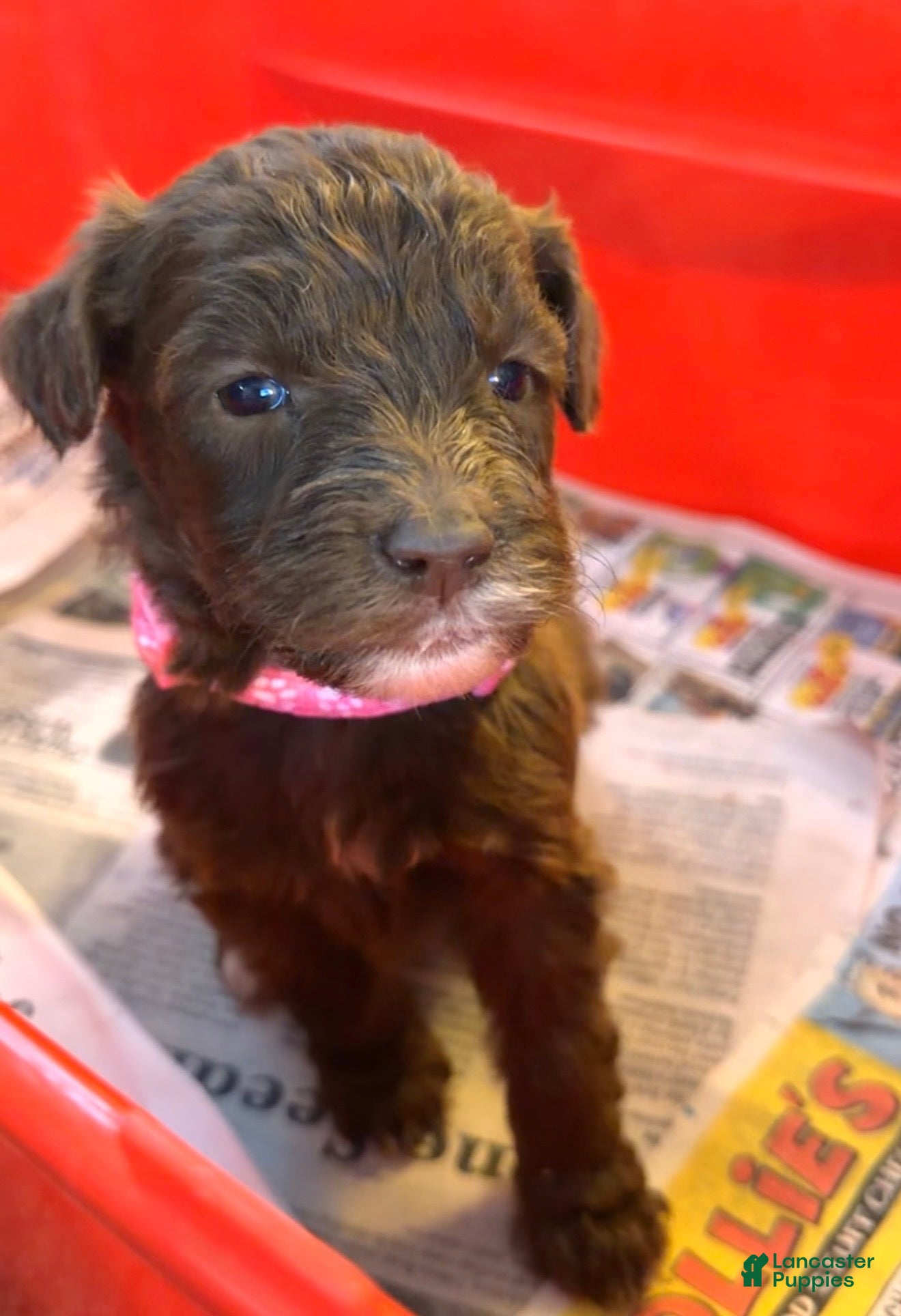 Mixed Breed dogs Molly  - Ad 34