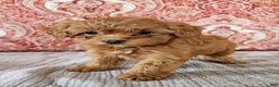 Mini Goldendoodle dogs for sale: Kate - Ad 7