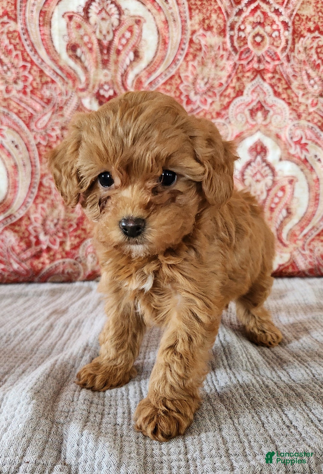 Mini Goldendoodle dogs for sale: Kate - Ad 7