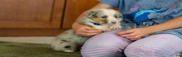 Mixed Breed dogs for sale: Blue - Ad 8