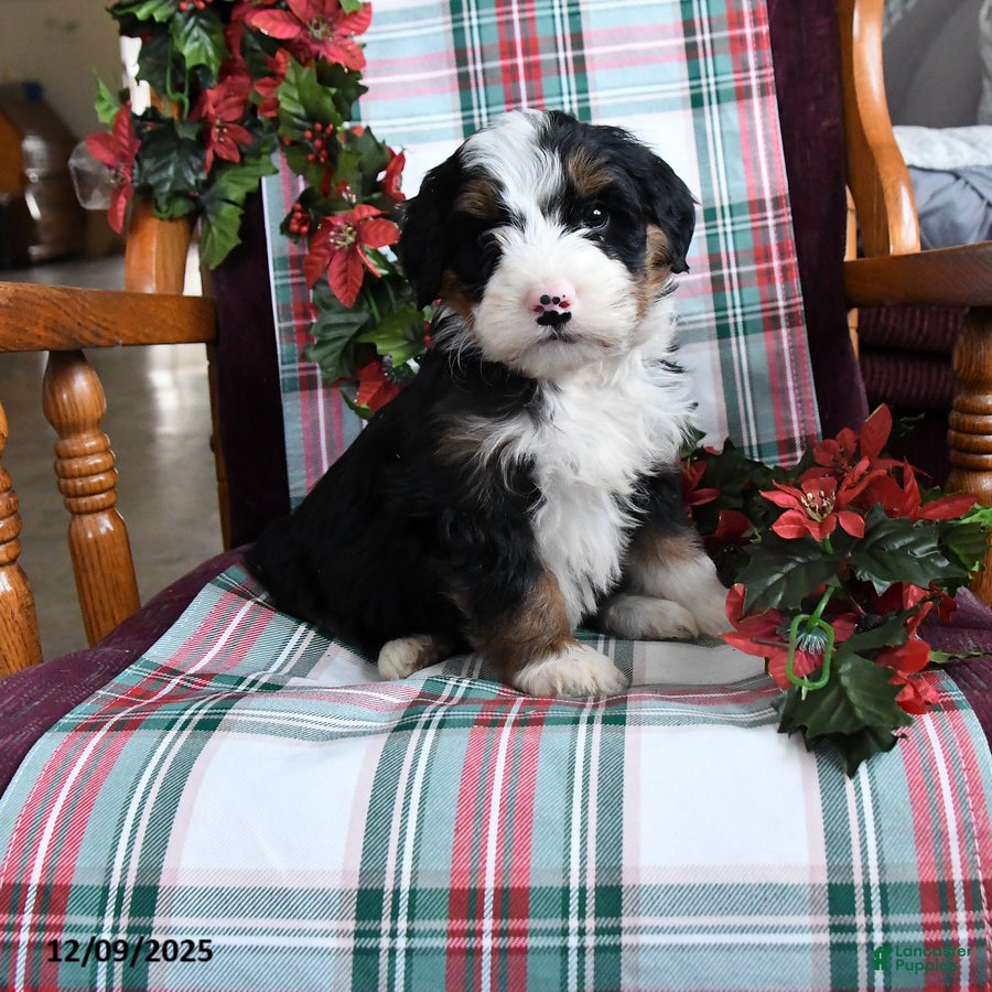 Bernedoodle dogs Chief - Ad 10
