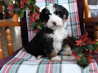Bernedoodle dogs Chief - Ad 1