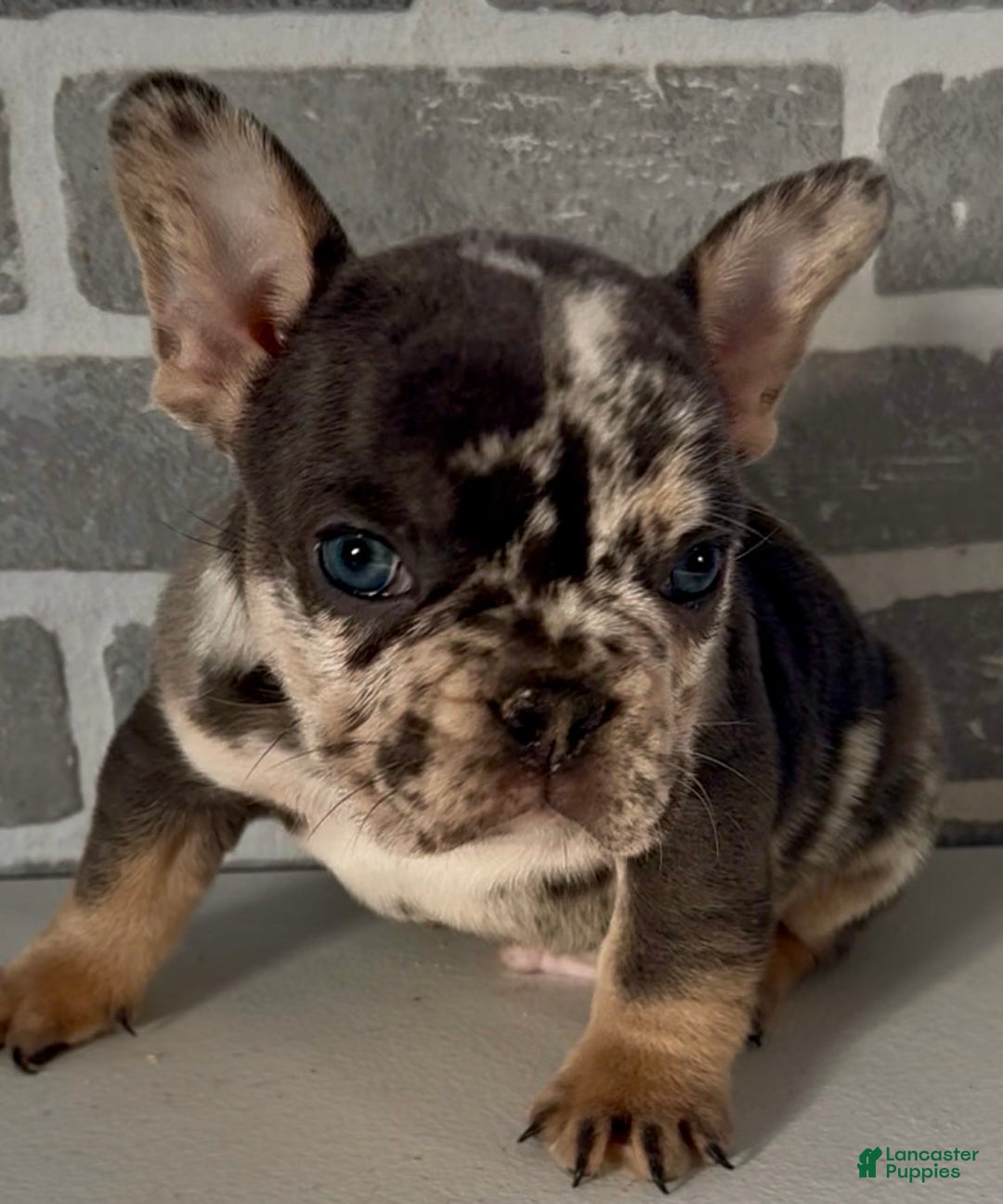 French Bulldog dogs for sale: Romeo  - Ad 2