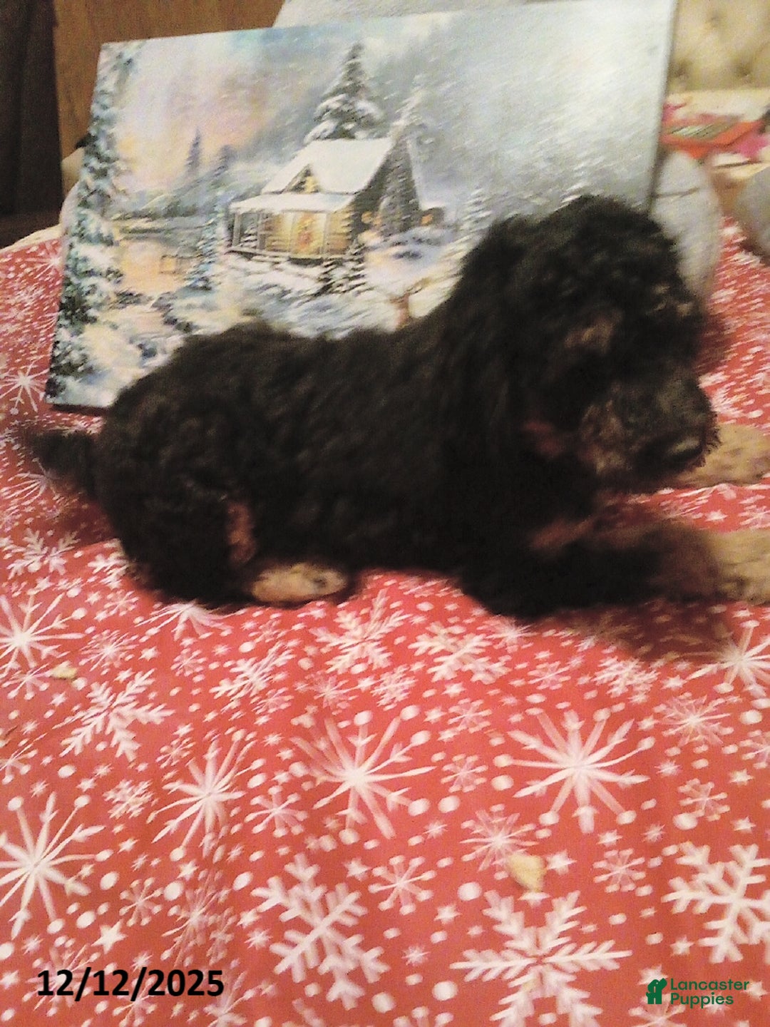 Goldendoodle dogs for sale: Bear - Ad 4