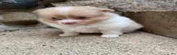 Pomeranian dogs for sale: Andy - Ad 12