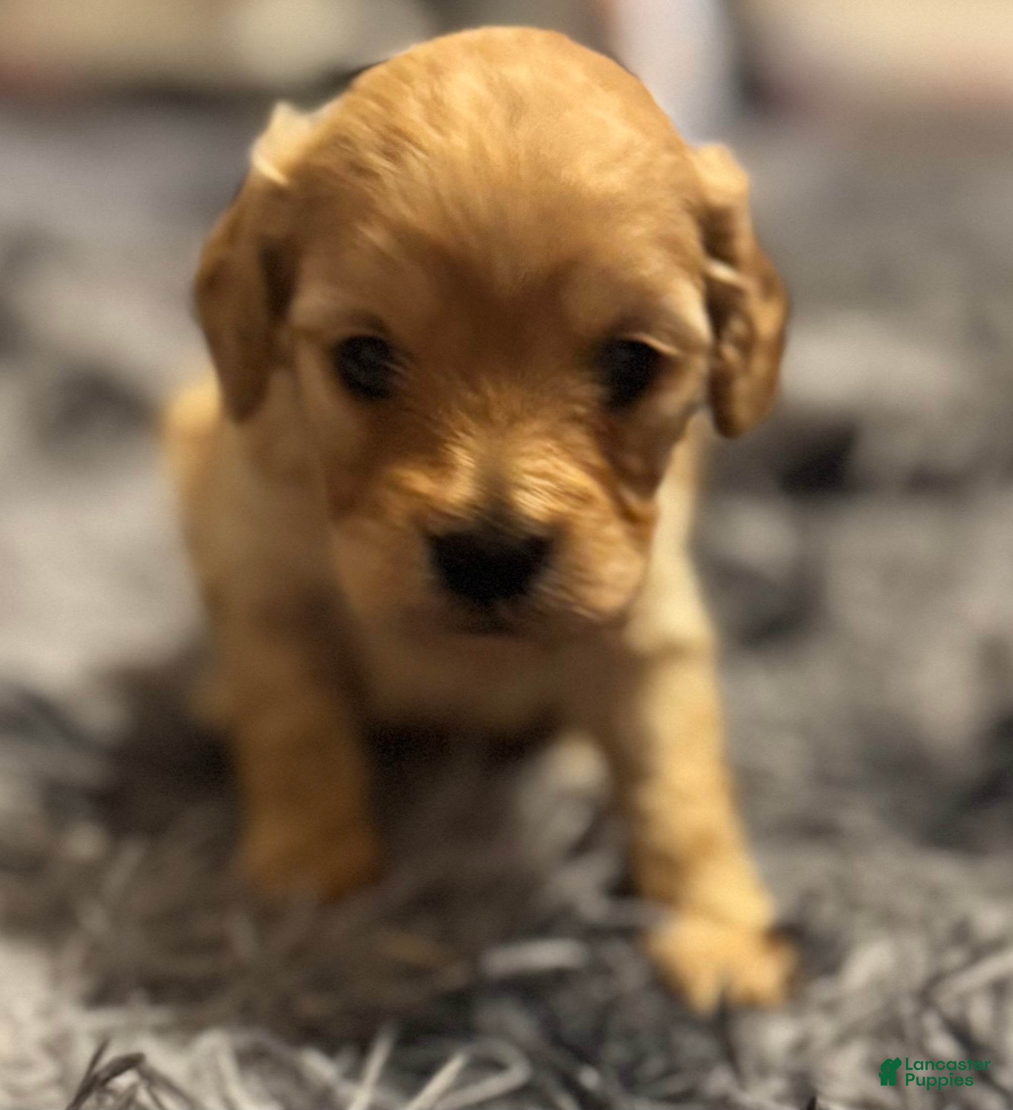 Cavapoo dogs Ollie - Ad 37