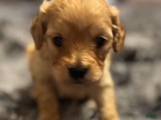 Cavapoo dogs Ollie - Ad 37