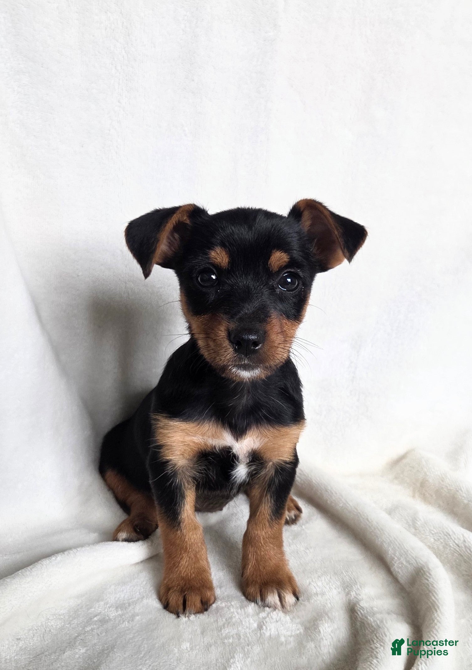 Mixed Breed dogs Bella - Ad 1