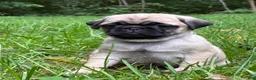 Pug dogs for sale: Addie - Ad 1