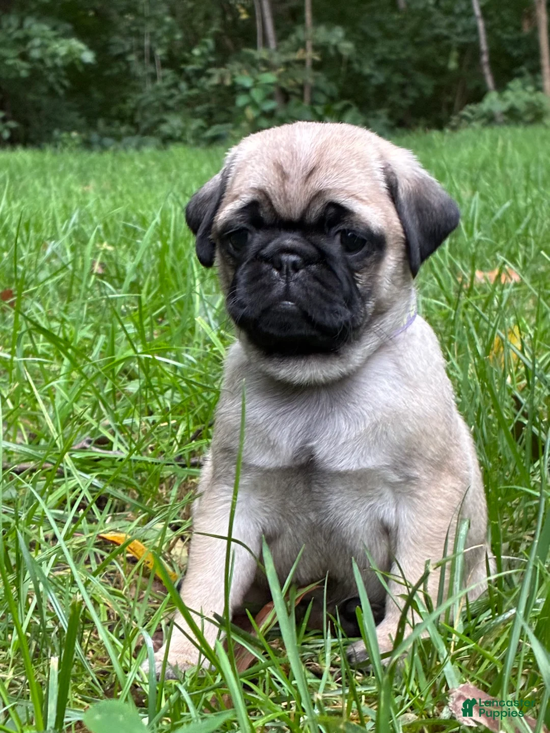 Pug dogs for sale: Addie - Ad 1