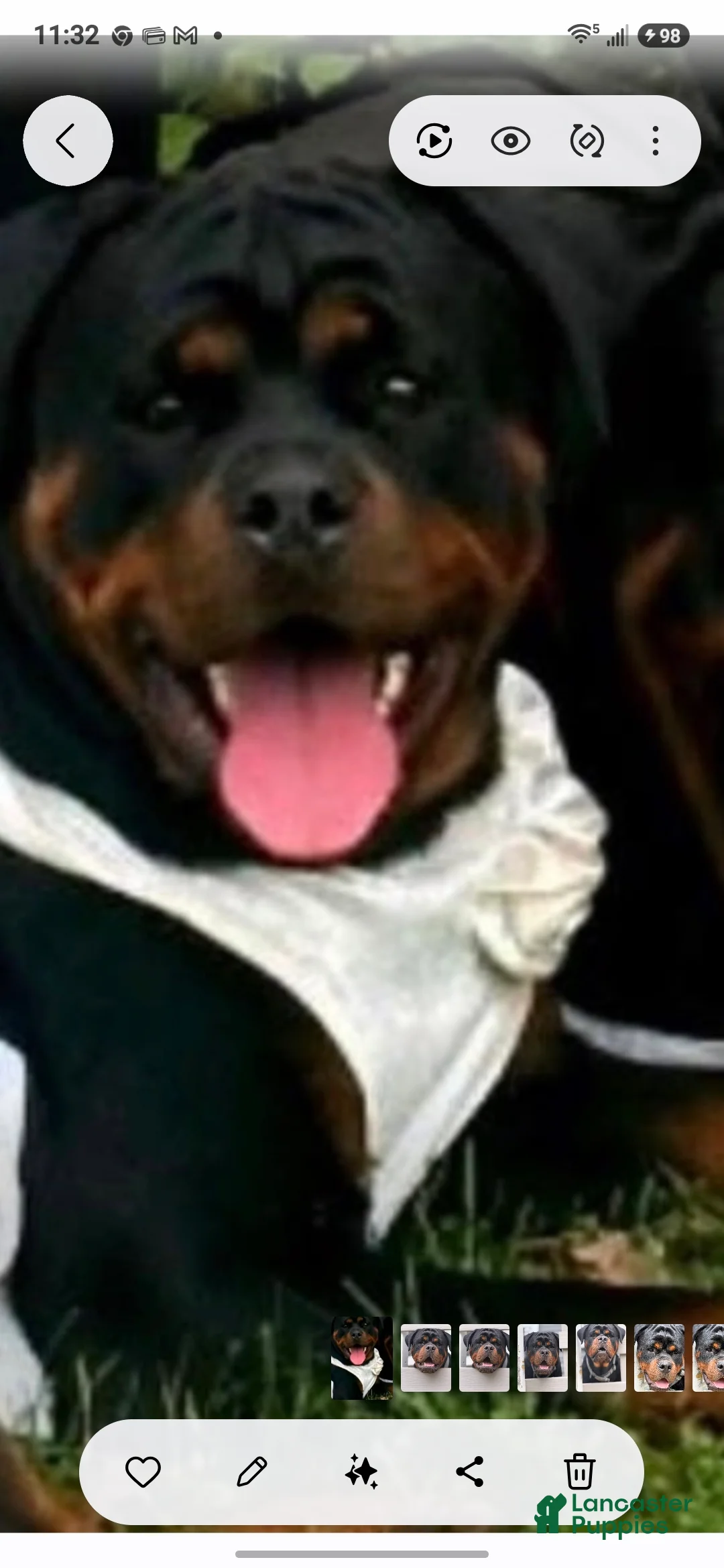 Rottweiler dogs for sale: Rottweiler 2 - Ad 2
