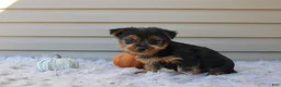 Yorkshire Terrier dogs for sale: Dreamer - Ad 4