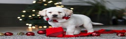 Labrador Retriever dogs for sale: Buddy - Ad 12