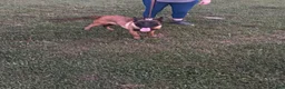 Mixed Breed dogs for sale: Nero - Ad 5
