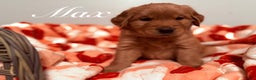 Golden Retriever dogs for sale: Golden Retriever Puppy 4 - Ad 1