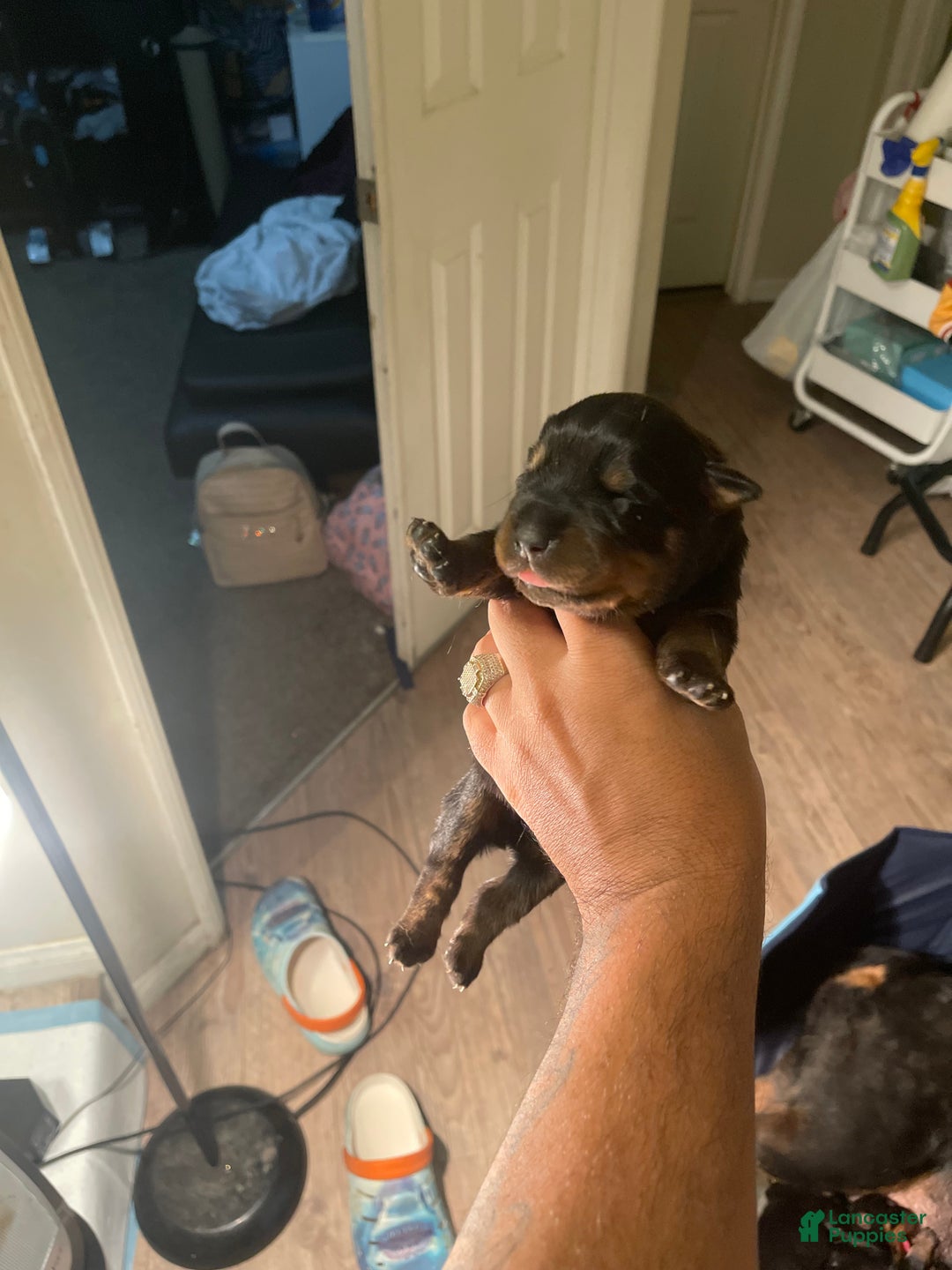 Rottweiler dogs for sale: 3rd Pick Female - Ad 6