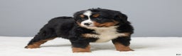 Bernese Mountain Dog dogs for sale: Freddie - Ad 3