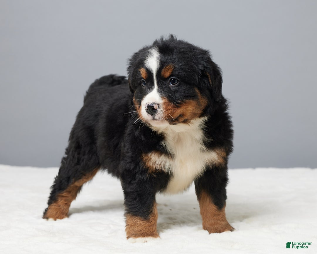 Bernese Mountain Dog dogs for sale: Freddie - Ad 3