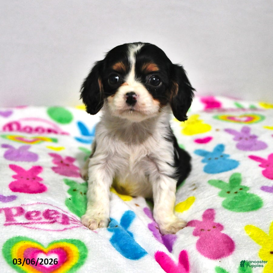 Cavalier King Charles Spaniel dogs Lavender - Ad 1