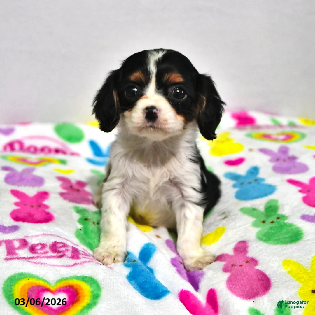 Cavalier King Charles Spaniel dogs for sale: Lavender - Ad 1