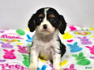 Cavalier King Charles Spaniel dogs for sale: Lavender - Ad 2
