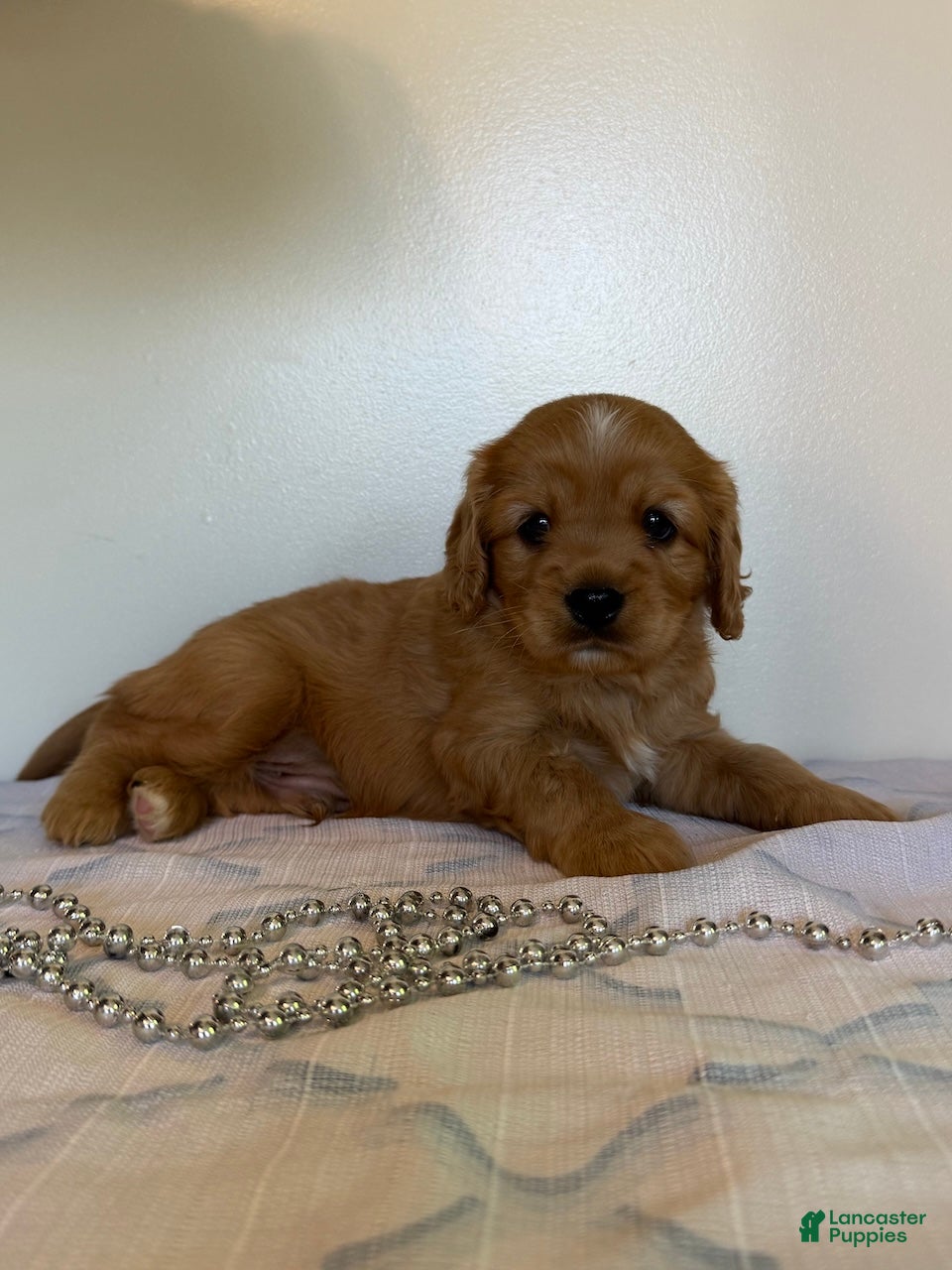 Cavapoo dogs Marshall Cavapoo Puppy  - Ad 1