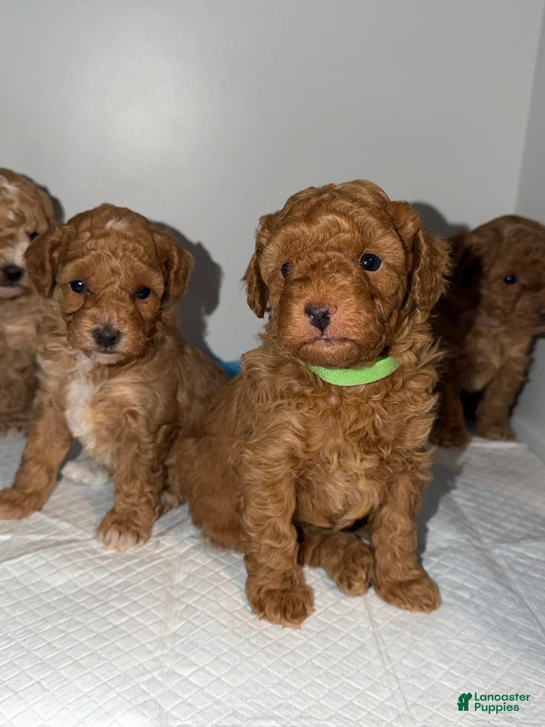 Miniature Poodle dogs for sale: Miniature Poodle Puppy 1 - Ad 2