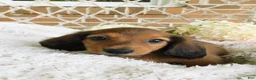 Miniature Dachshund dogs for sale: Jasper  - Ad 3