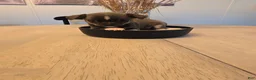 Chihuahua dogs for sale: addi - Ad 2