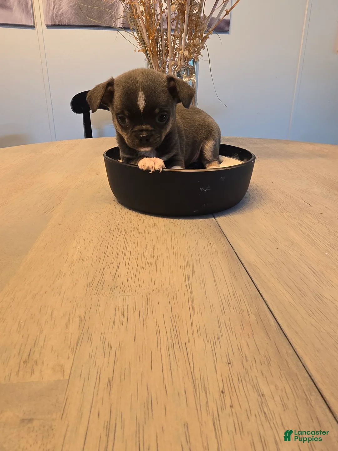 Chihuahua dogs for sale: addi - Ad 2
