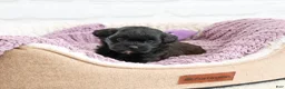 Shihpoo dogs for sale: Hermione - Ad 5