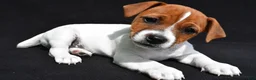 Jack Russell Terrier dogs for sale: Bella - Ad 9